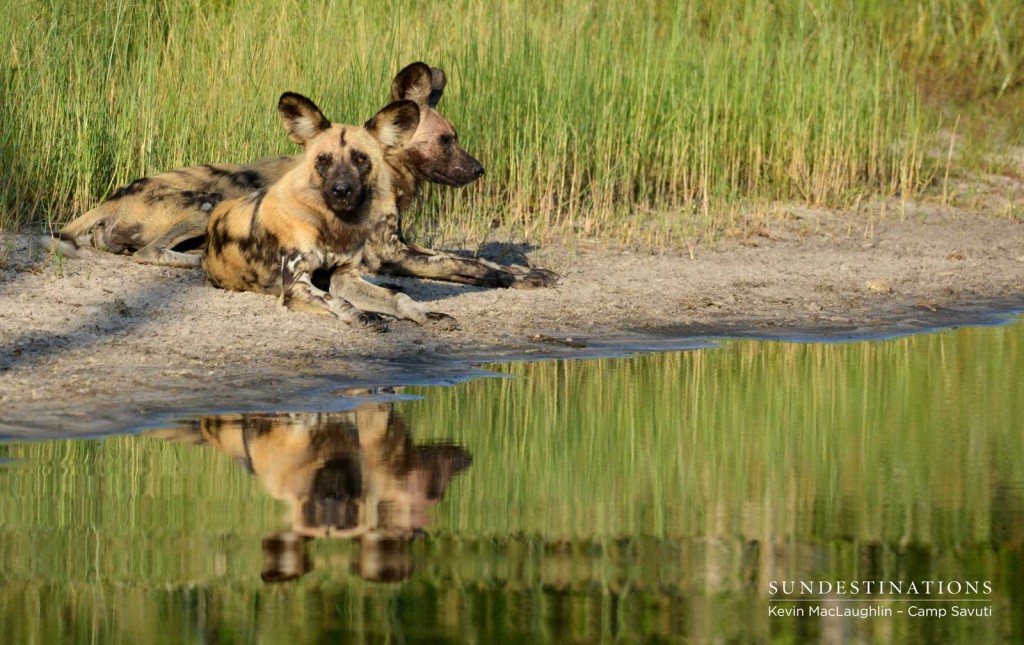 The endangered African wild dogs take a rest on the banks of the Savuti Channel