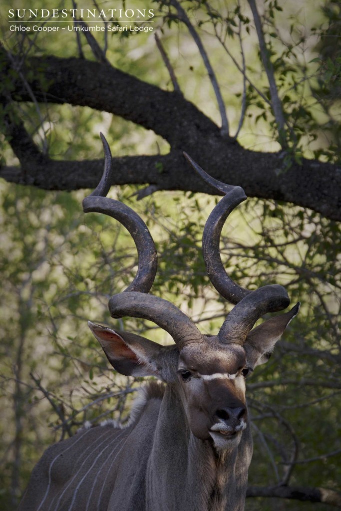 A handsome kudu bull appeared alone out of the dense thicket, offering guests a quick look at his impressive spiralling horns.