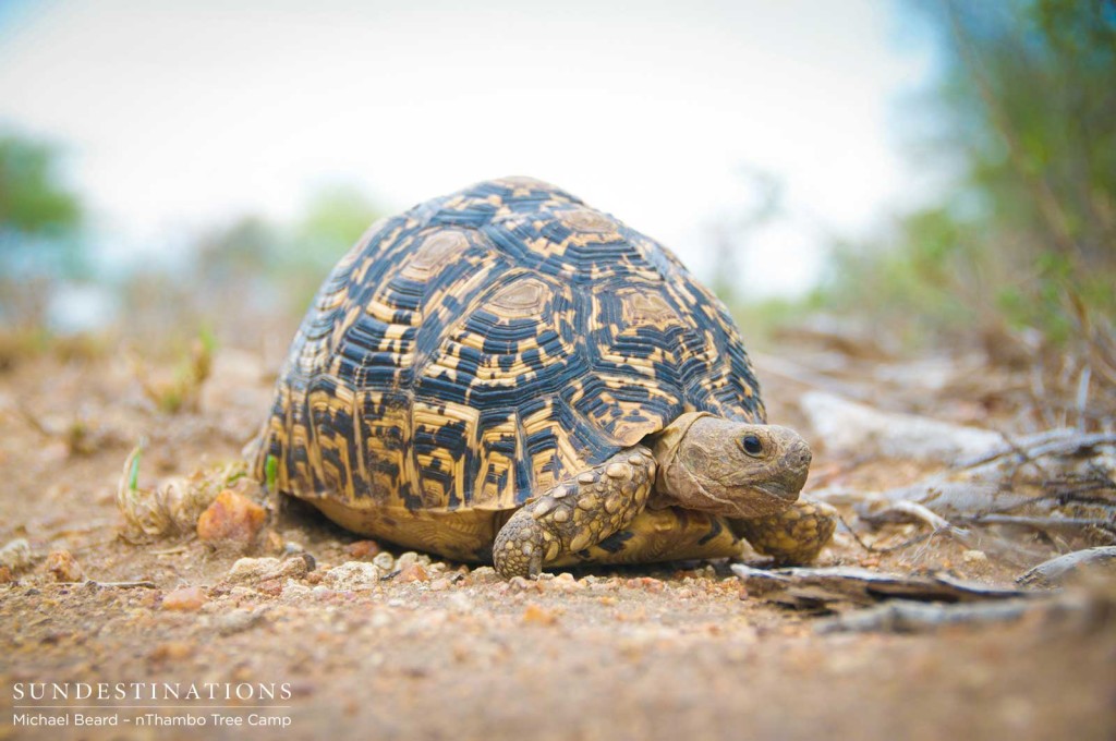 Leopard tortoises are special sightings for wet weather.
