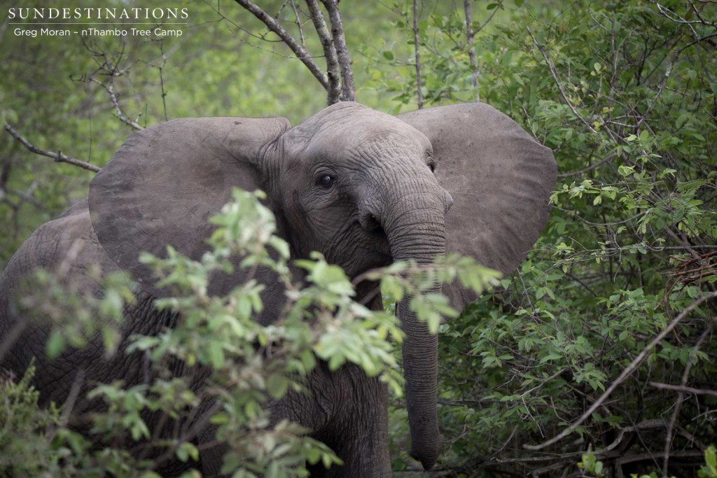 A young elephant glances curiously over the burgeoning bush