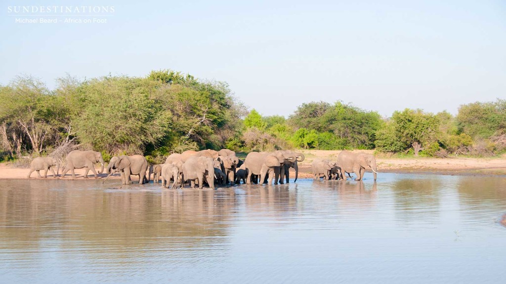 Herd of elephants gathers at the water's edge to drink