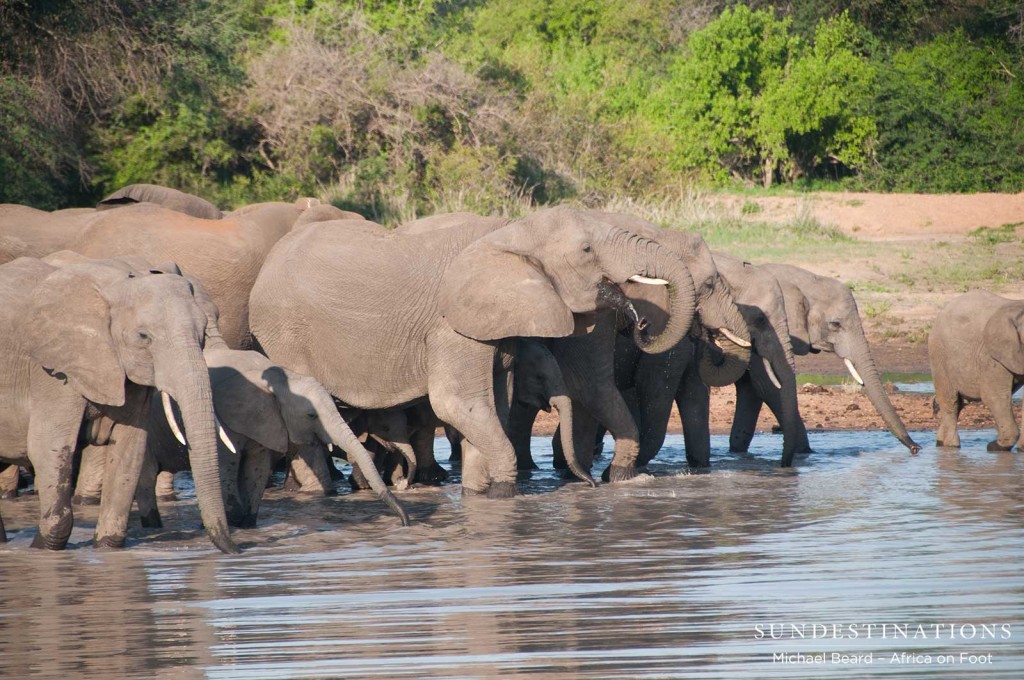 Elephants getting excited to have so much water after the rains