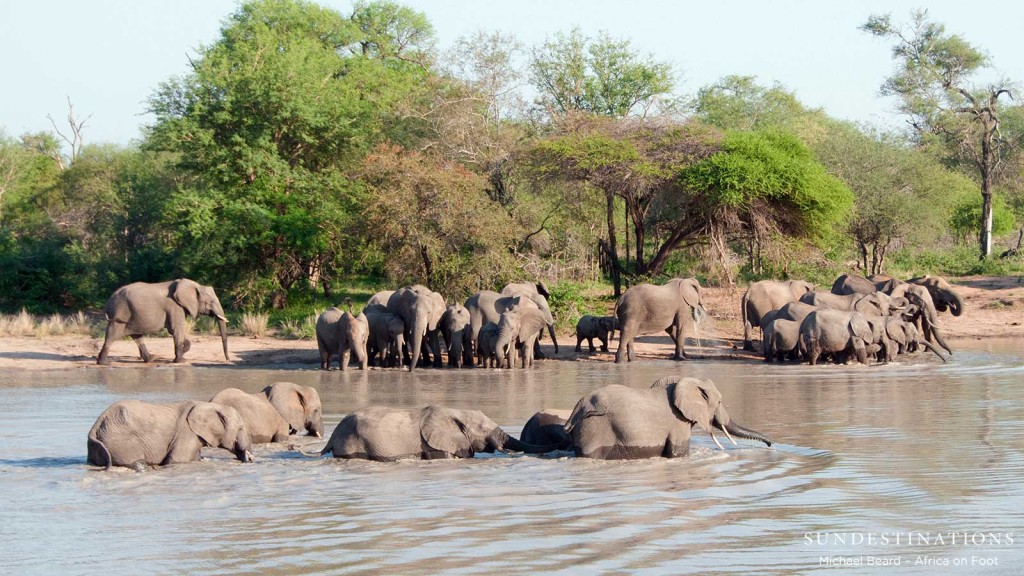 Elephants get right in to cross the water