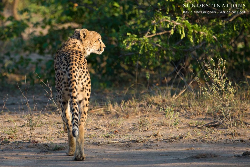 Female cheetah walking in the  morning sun