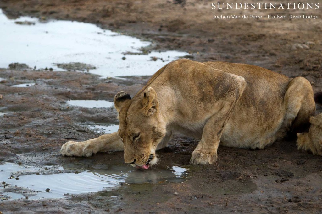 Mohlabetsi lioness drinking from the nearest puddle