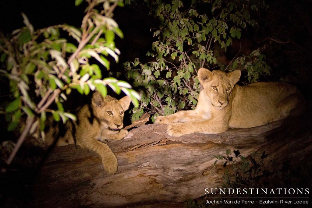 Two of the 4 cubs seen with 3 Mohlabetsi lionesses