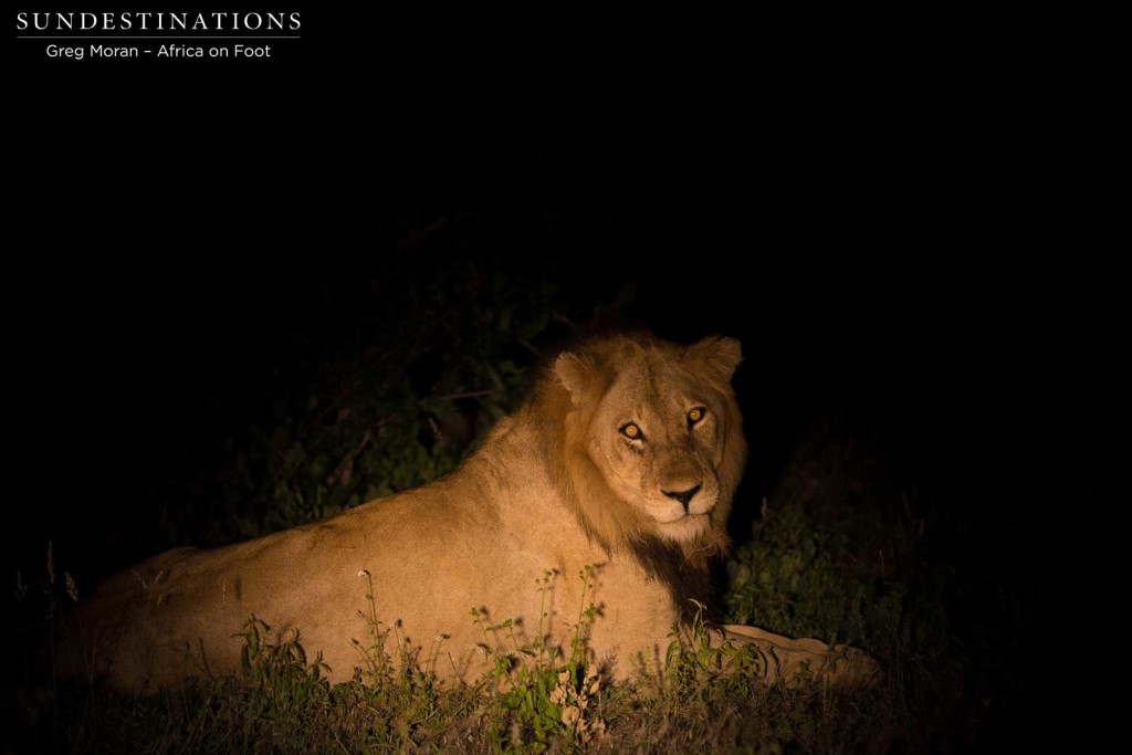 An unknown young male lion found slinking through the Klaserie