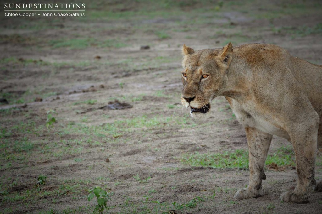 A lioness makes a move towards her buffalo carcass after spending hours digesting in the horizontal position