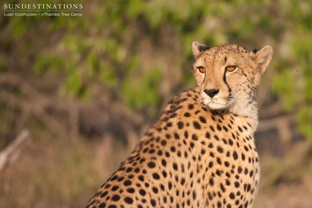 Lady of the hour: female cheetah at nThambo Tree Camp