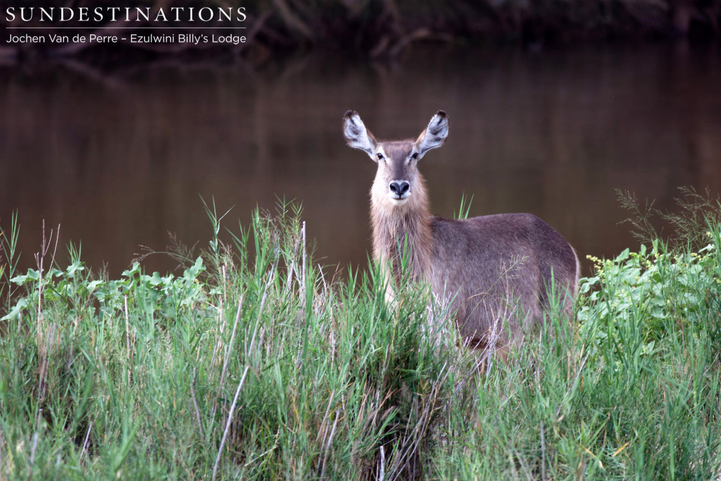 A waterbuck cow stops chewing to investigate our presence on the riverbank