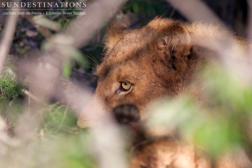 One of the young members of the Olifants West Pride directs his golden-eyed glare at a rustle in the bushes