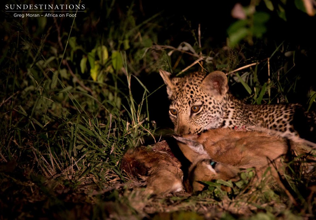 The male cub kept close to the impala kill and fed contentedly 