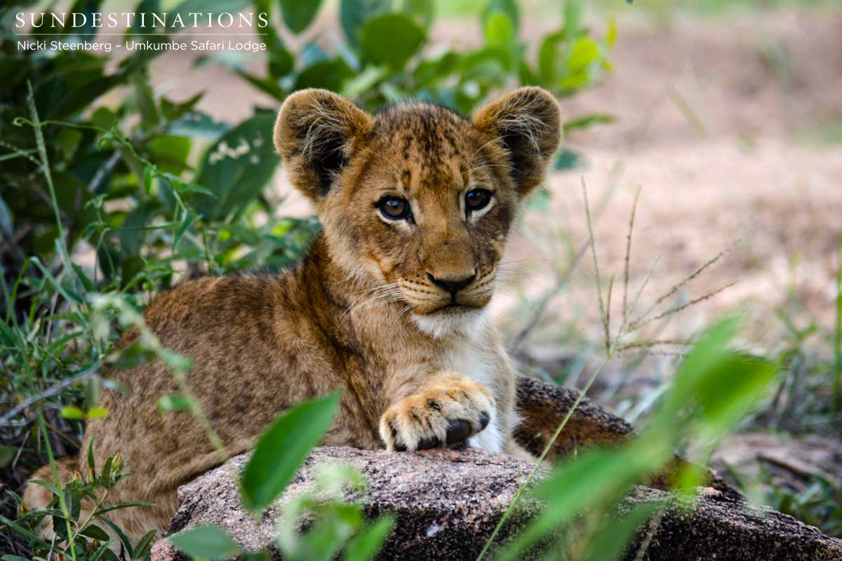 Umkumbe Big Cat Catch Up Lion Cubs And Leopards