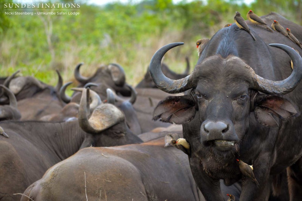 A herd of buffalo and their accompanying oxpeckers 