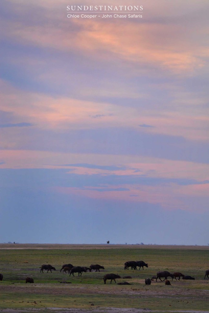 A herd of buffalo cross the Chobe River floodplain under the candy-stained skies