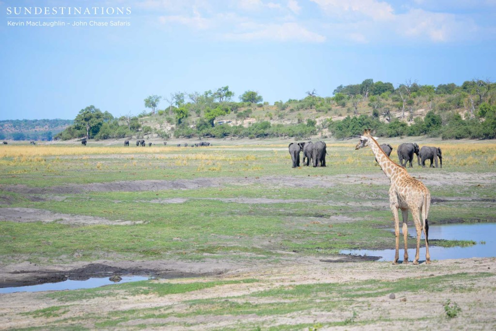 A gathering of some of earth's largest mammals at the Chobe River