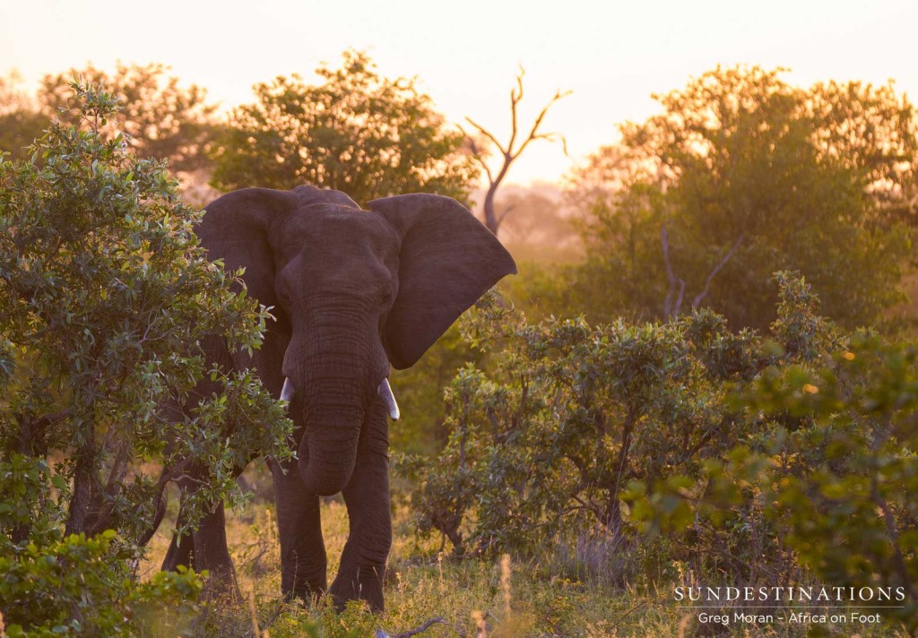 An elephant bull approaching from the peach-tinted setting sun