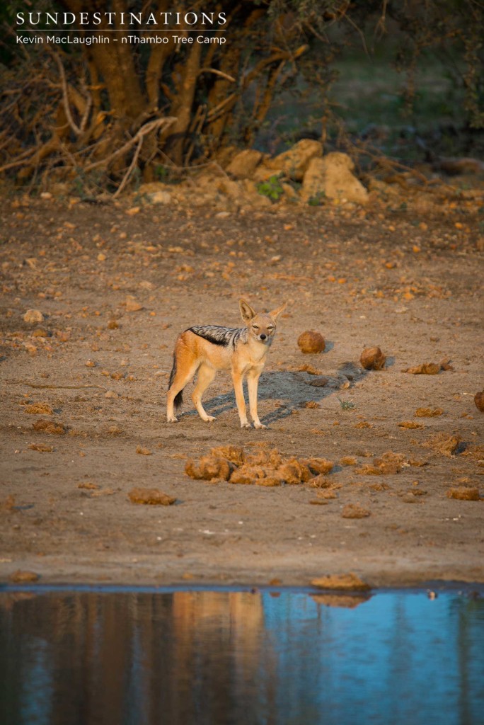 A black-backed jackal comes to drink in the early morning light