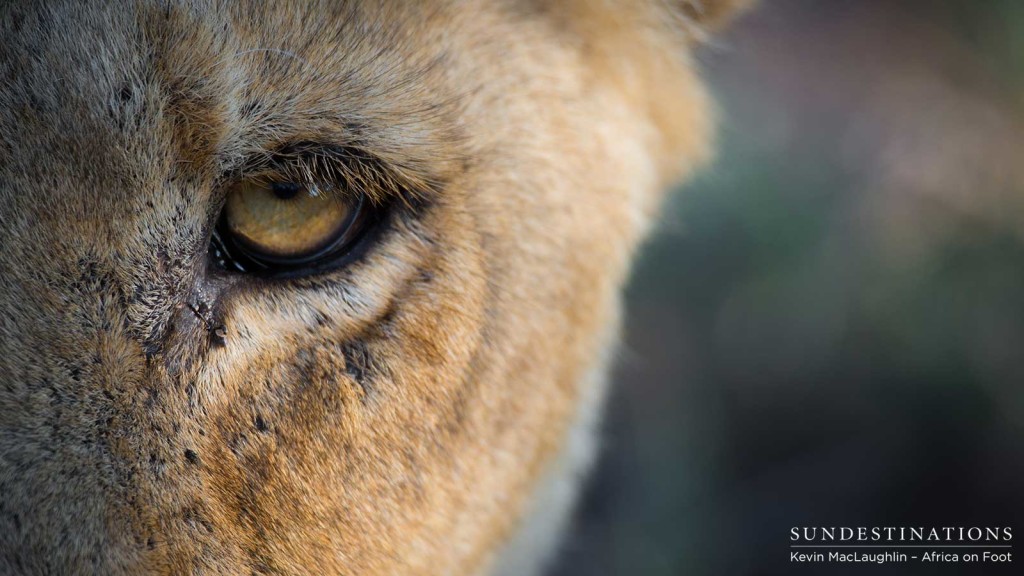 Looking deep into the eyes of the Ross Breakaway lioness as they rested in the morning sunlight