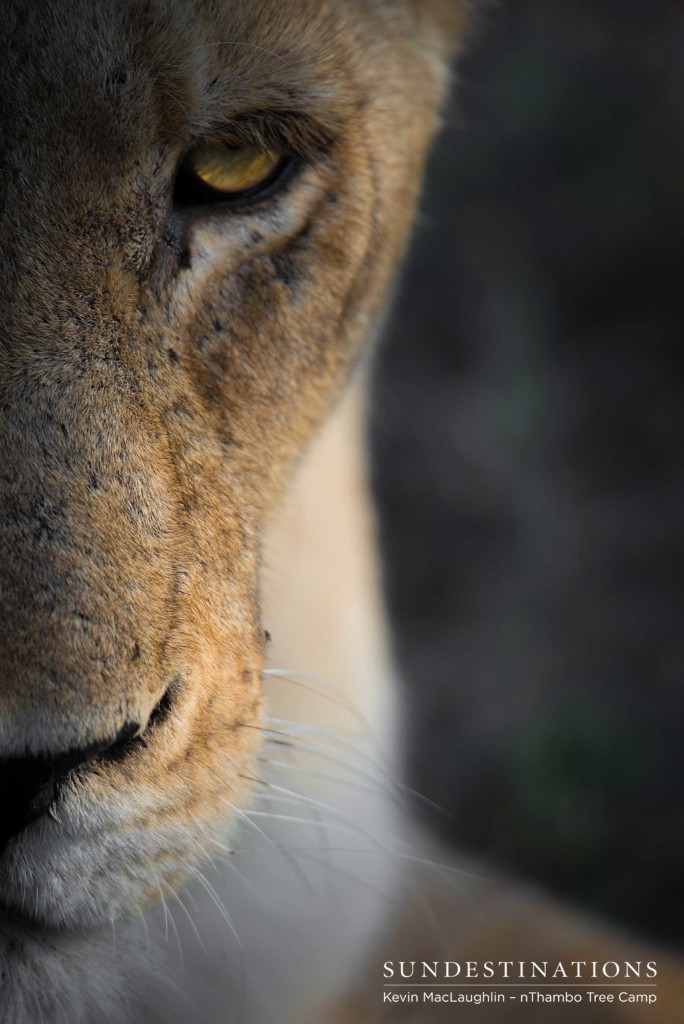 The exquisite face of one of the Ross Breakaway lionesses seen in fine detail as her gaze settles on the photographer