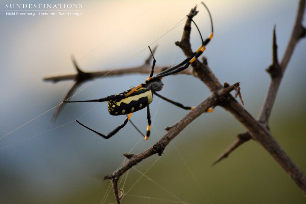Signs of there having been rain is this beautiful golden orb-web spider, seen here clinging to its web