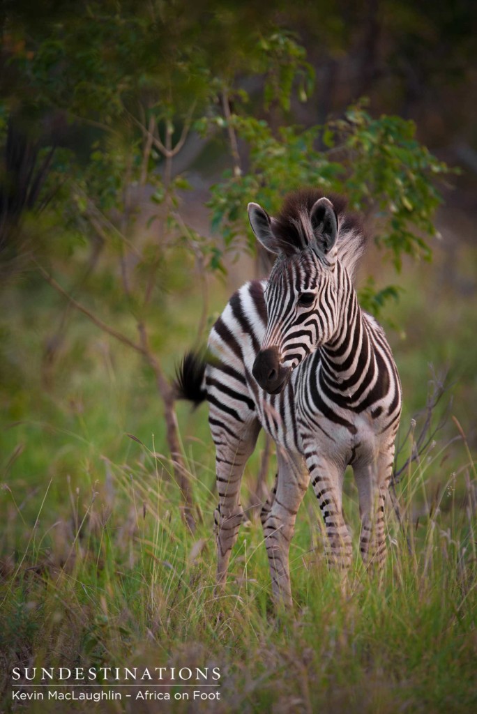 A zebra foal changes direction to find its mother as it realises its vulnerability out in the open
