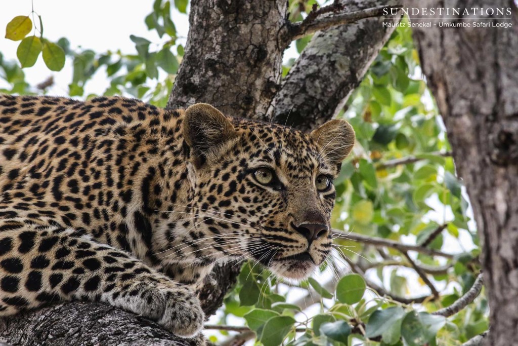 Hlarulini female leopard sends a penetrating glare across the veld from her spot in a marula tree