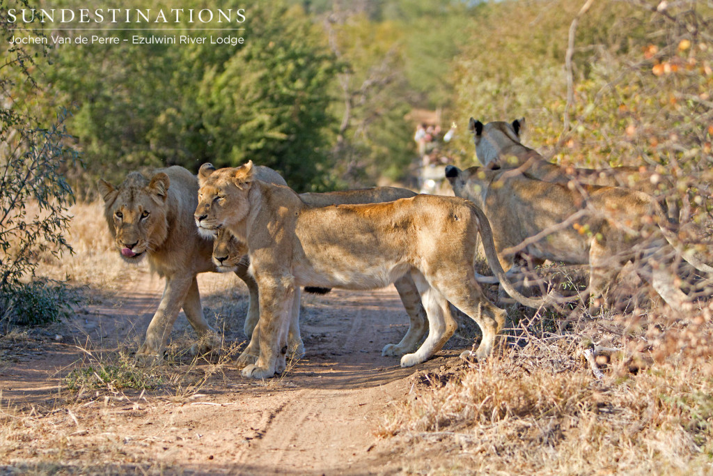 A young pride of lions crosses the road as Ezulwini guests approach from a distance