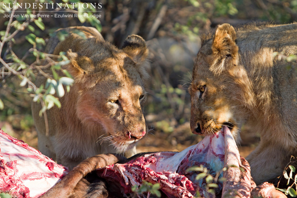 Two subadult male lions sharing a buffalo carcass