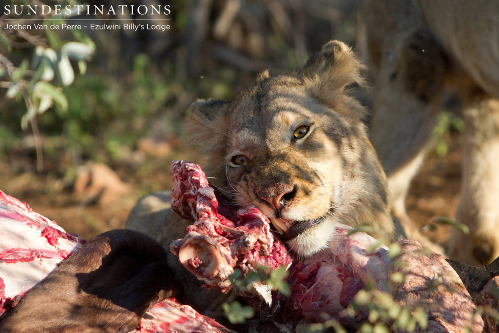 Young male Mohlabetsi lion feasting on buffalo kill