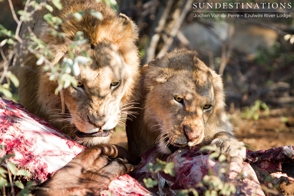 Tensions high between two male lions on a kill