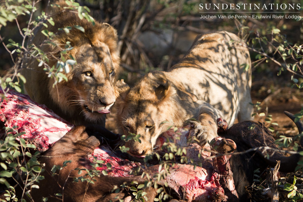 Male lions from Mohlabetsi Pride on buffalo kill