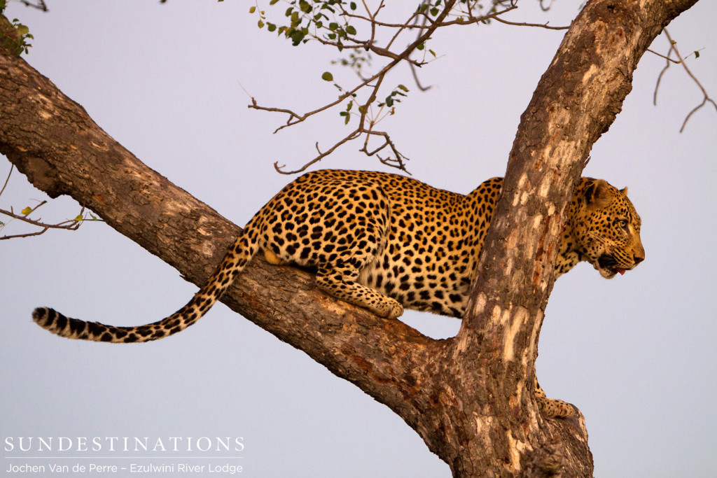 Chavaluthu male leopard poses gracefully in the fork of a marula tree as the sun shines its last light on him