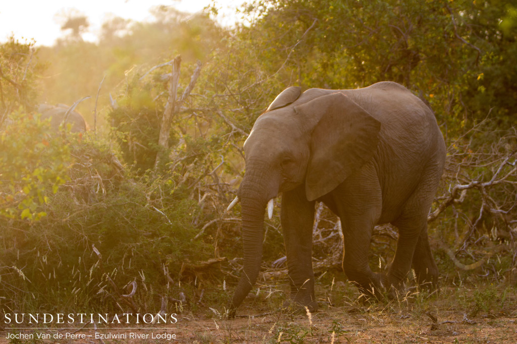 A herd of elephants moves through the bush and one catches the golden light of the afternoon