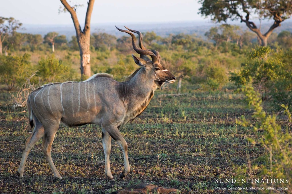 A regal kudu bull ambles across the open plain, showing off his spiralling horns