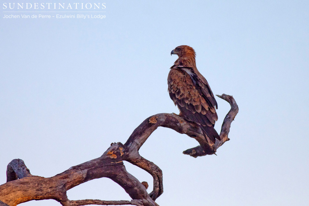 A handsome portrait of a tawny eagle as it surveys the surroundings