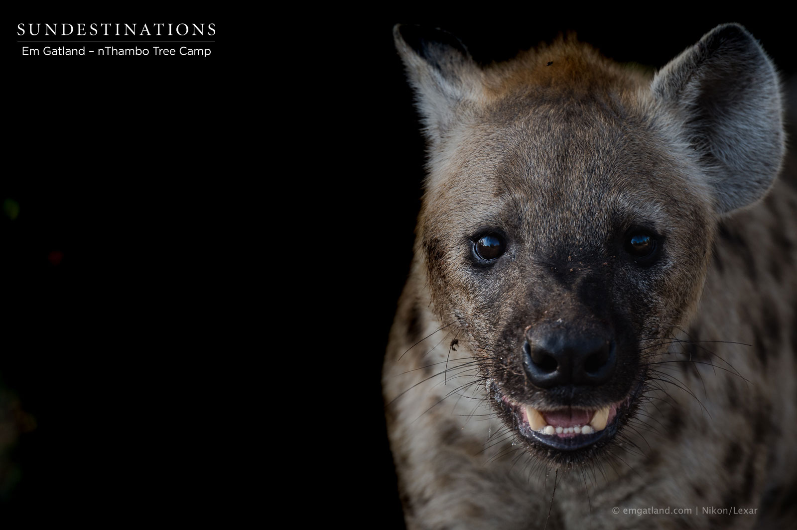 What are some of the hyena's predators?