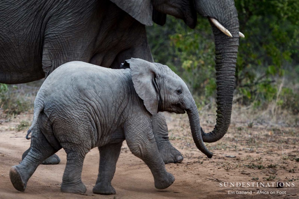 Baby elephant rushes across the open area at an adorable trot