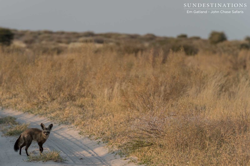 Bat-eared fox - a special sight in Deception Valley