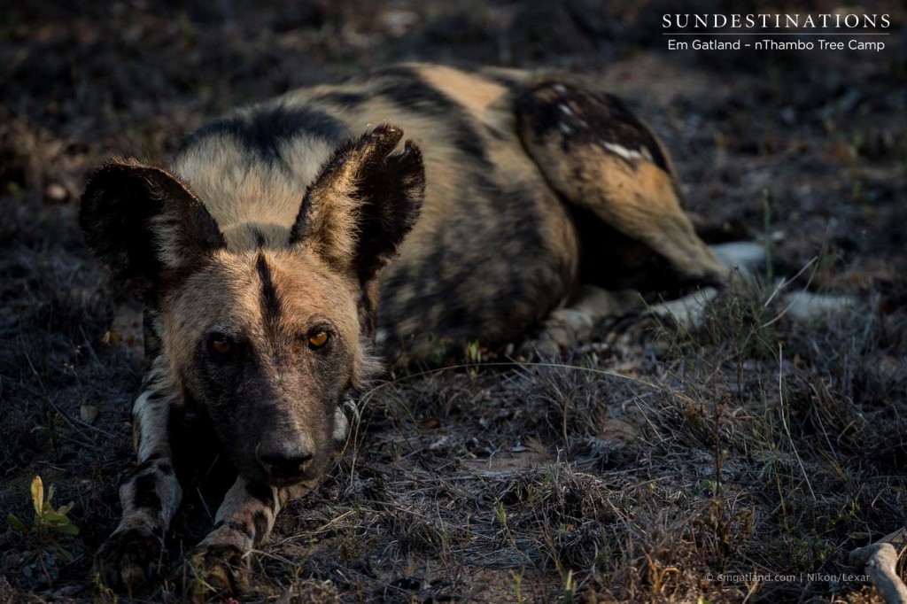 African wild dog gazes up at guests on a game viewer