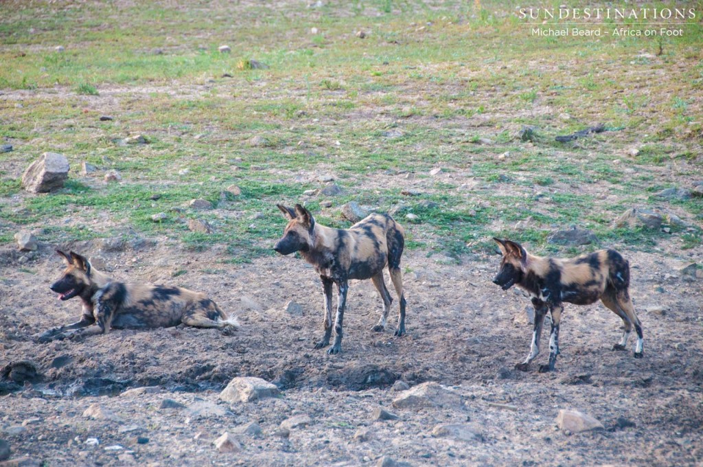A pack of 3 African wild dogs currently in Klaserie