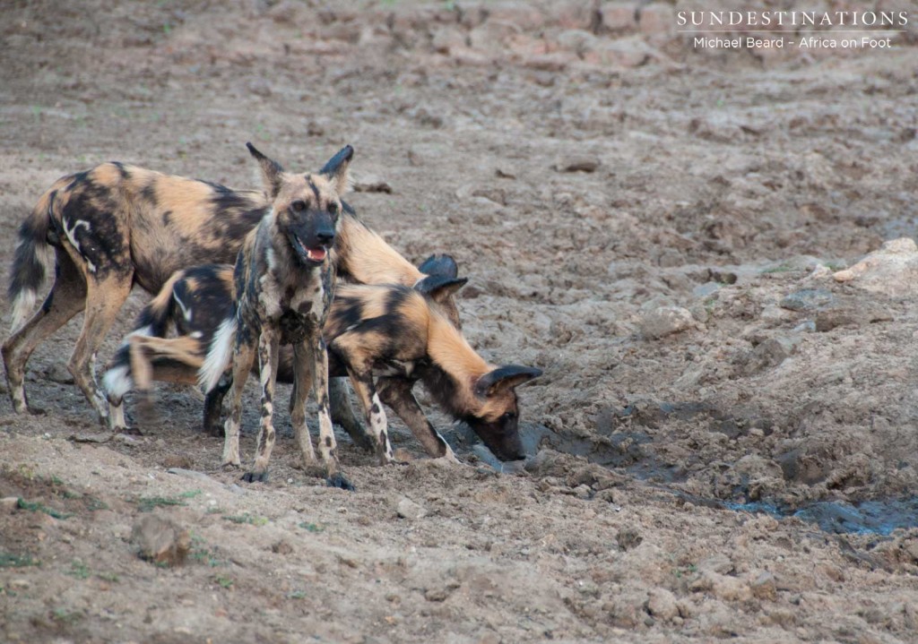 Wild dogs drinking from a muddy puddle
