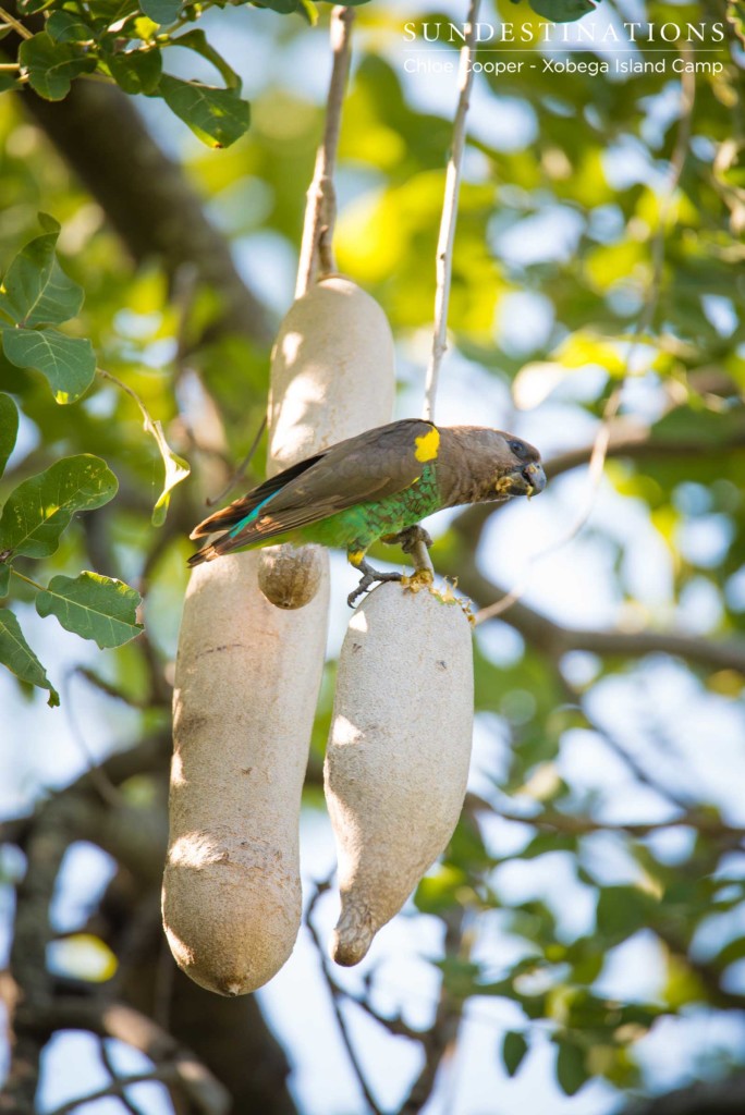 A brightly coloured Meyer's parrot gorges itself on the fruit of a sausage tree on Xobega Island