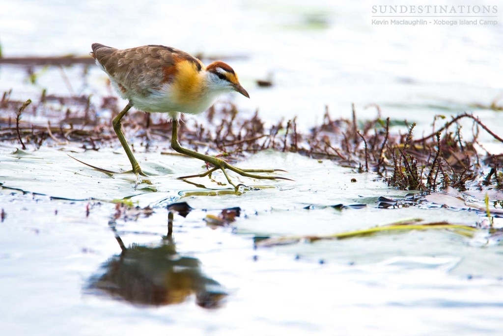 A lesser jacana steps tentatively across the water, using lilly pads as stepping stones