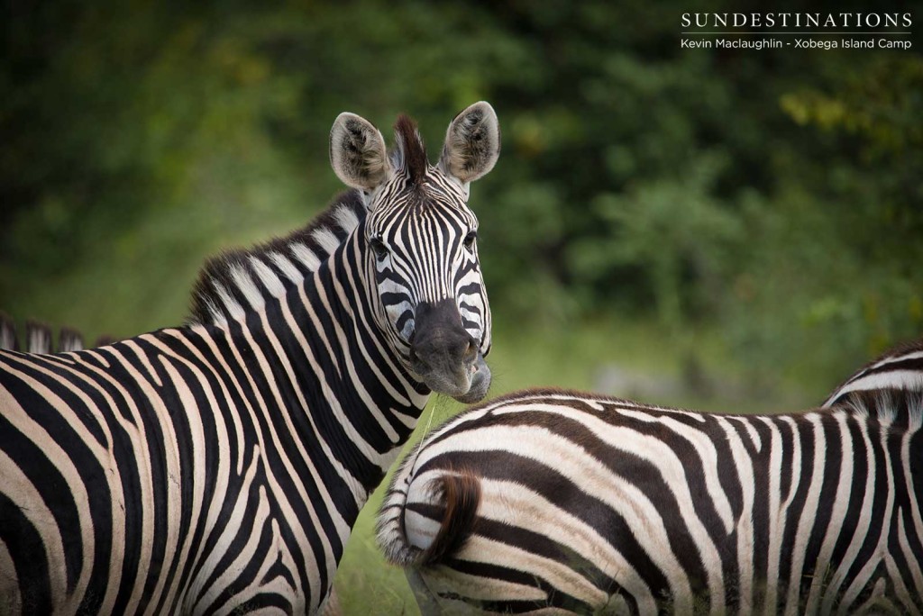 A pair of zebras stand out spectacularly from the lush green Moremi trees