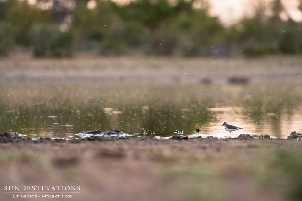 A three-banded plover approaches the waterhole at dawn