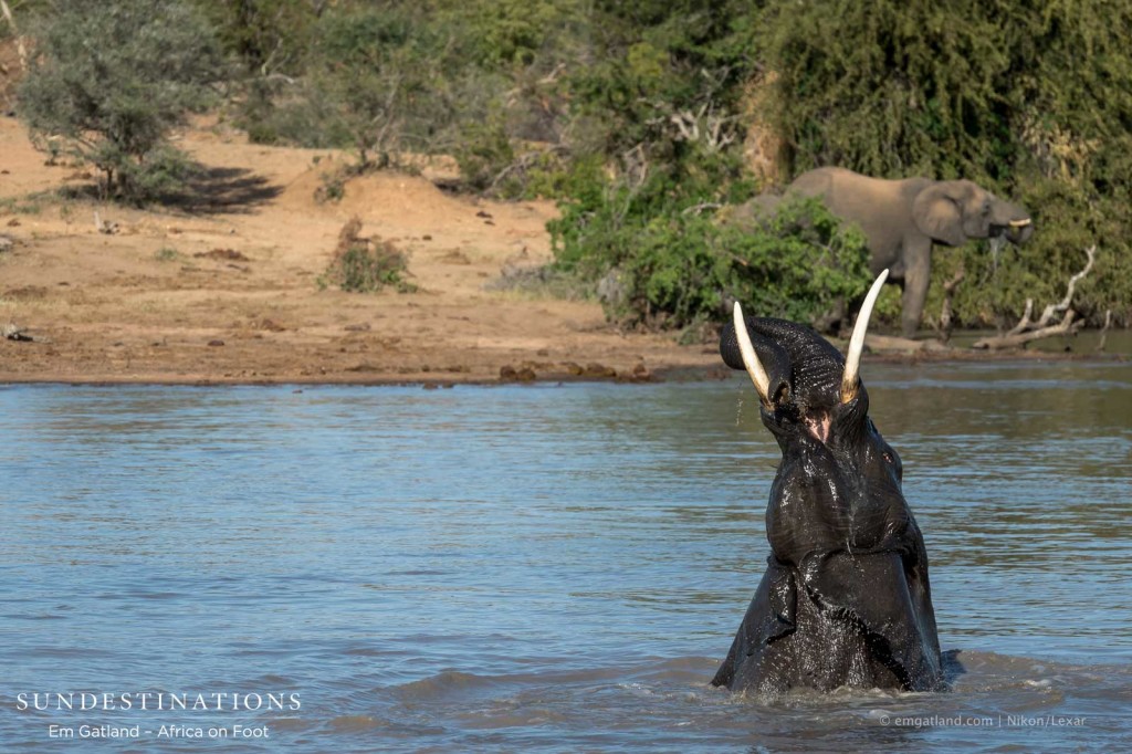 An elephant celebrating the brimming waterhole during the drought in Klaserie