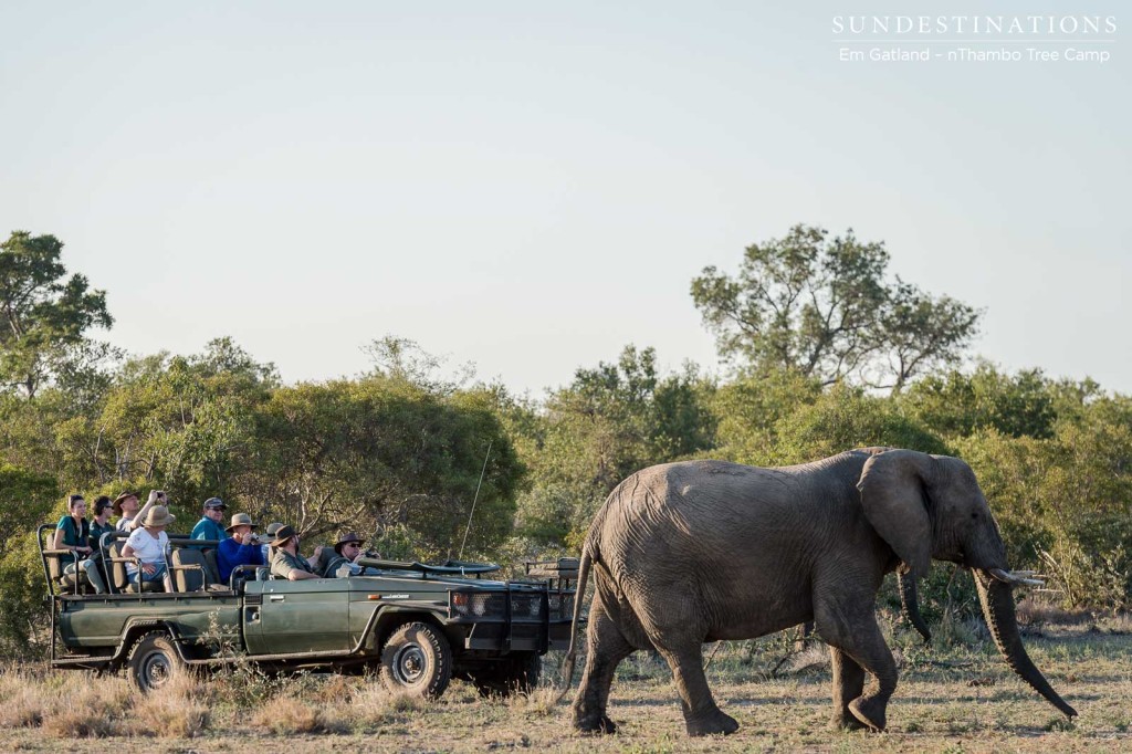 Game drive with elephants in the Klaserie