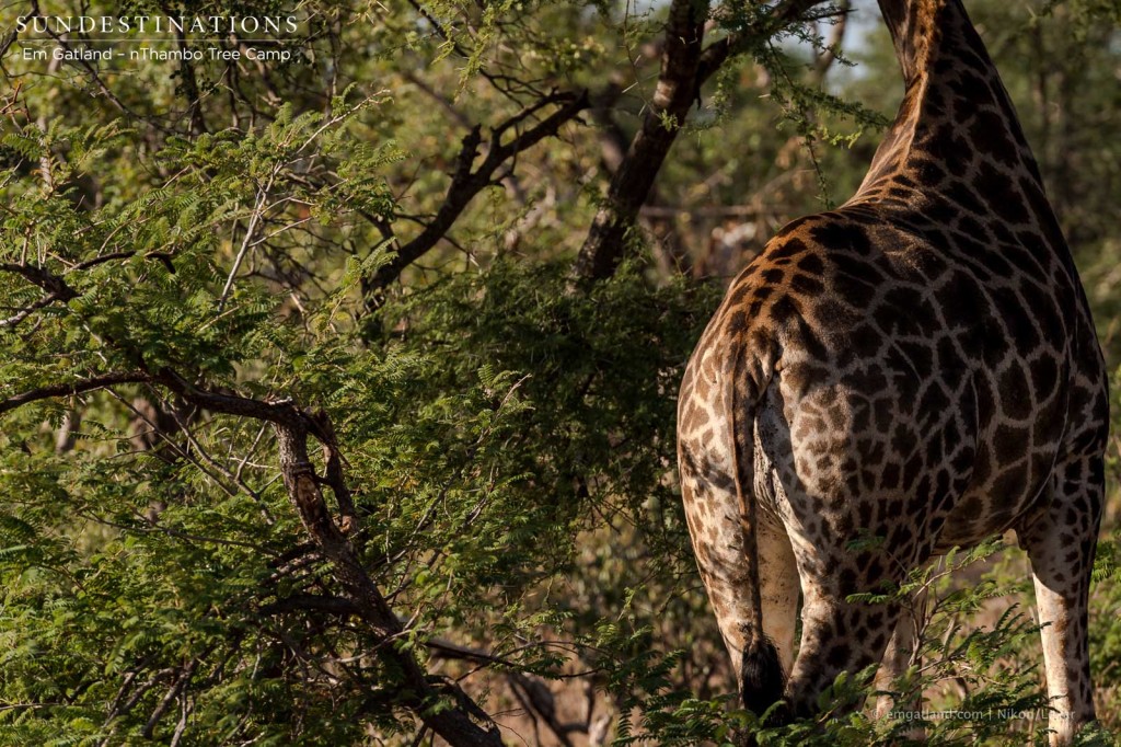 Eye-level with a giraffe is not necessarily eye-level for a giraffe! An acacia feast had this giant mammal very busy