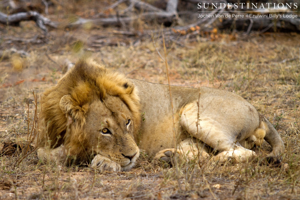 The male lion that was seen on Ezulwini River Lodge access road, thought to be of the Singwe Pride